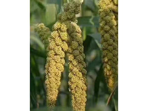 小米成長(zhǎng)