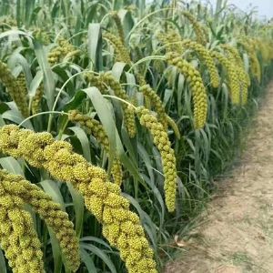 小米成長(zhǎng)